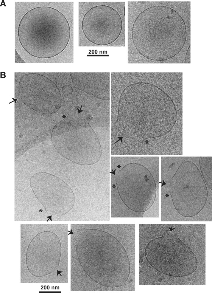 FIGURE 1: