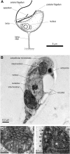 F<sc>IG</sc>. 1.