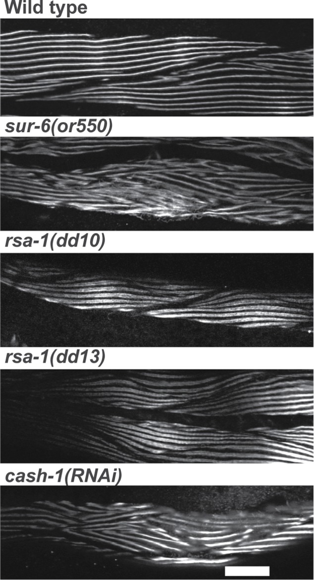 FIGURE 7: