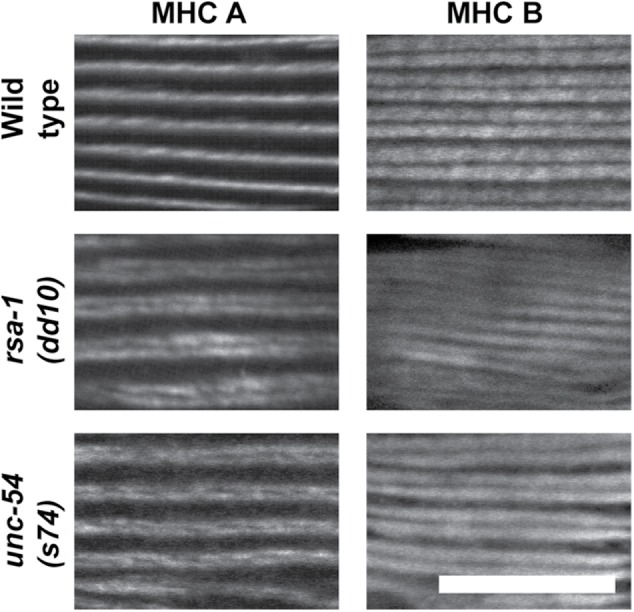 FIGURE 10: