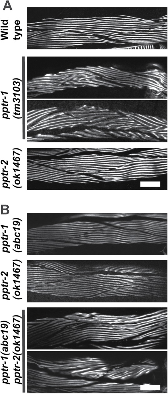 FIGURE 3: