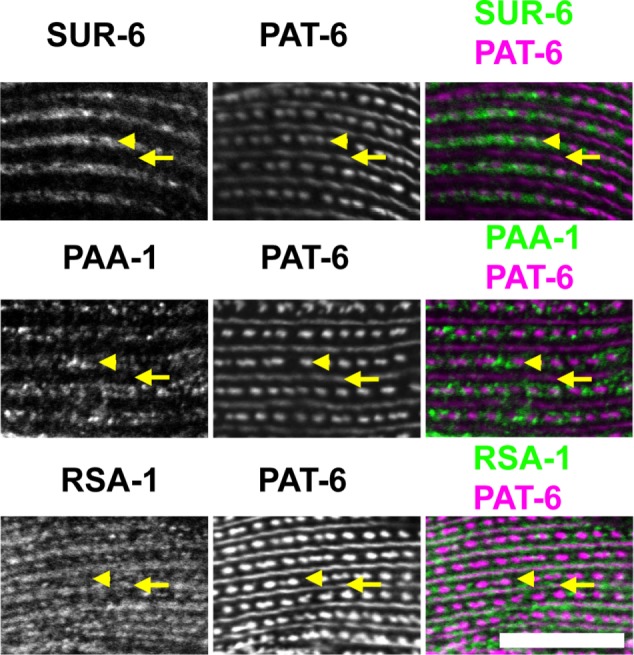 FIGURE 12: