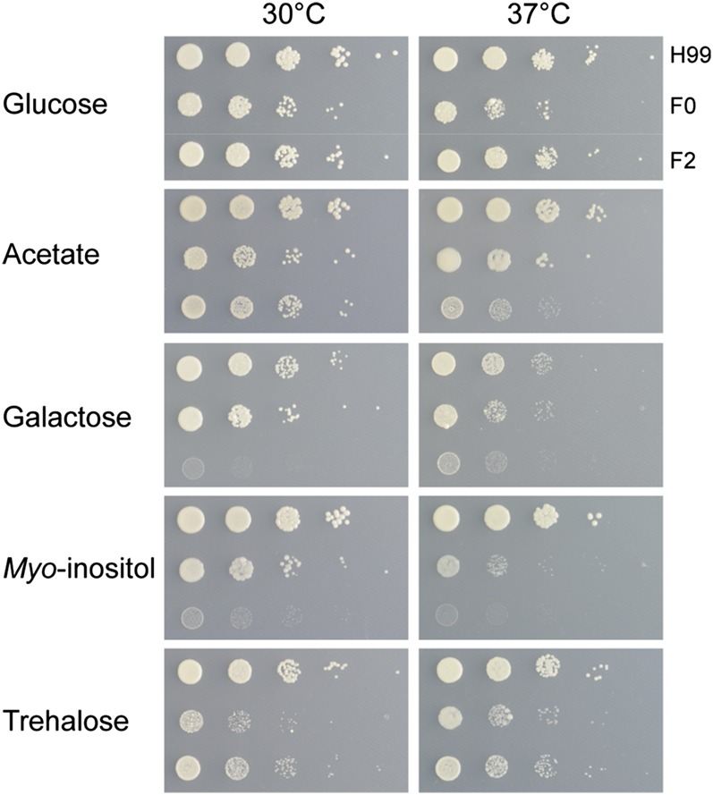 Figure 4 