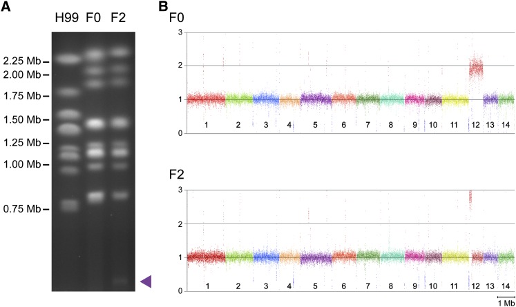 Figure 3 