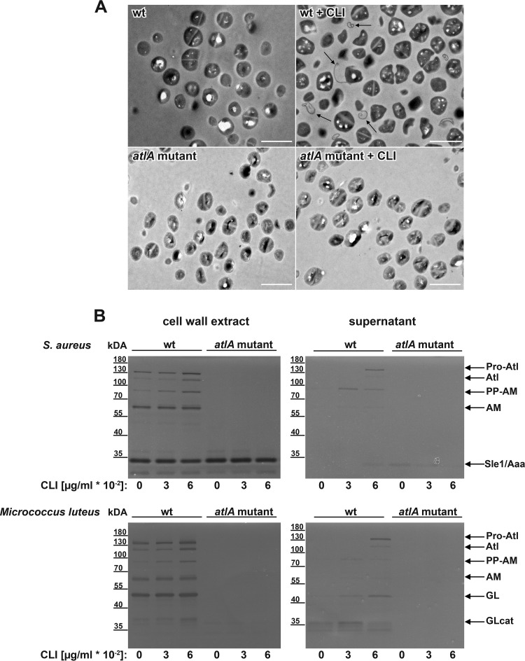 FIG 5