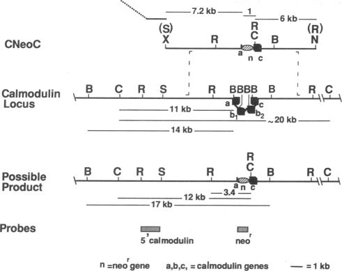 graphic file with name pnas01056-0093-a.jpg