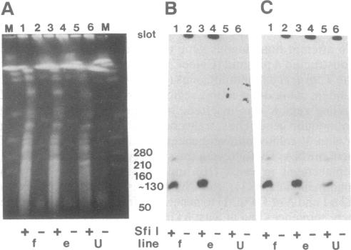 graphic file with name pnas01056-0094-a.jpg