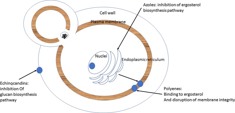 Fig. 1