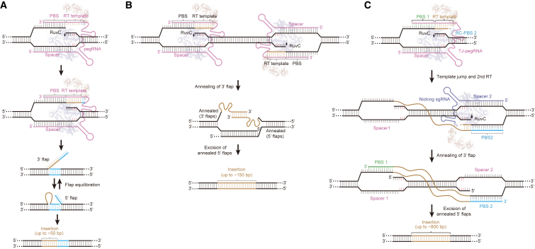 Figure 3