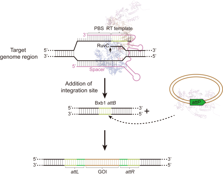 Figure 2