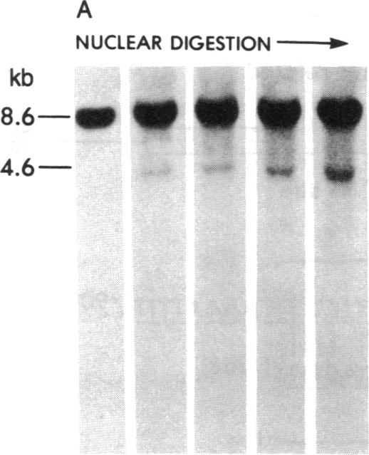 graphic file with name pnas00363-0380-a.jpg