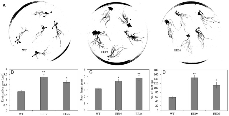 FIGURE 5