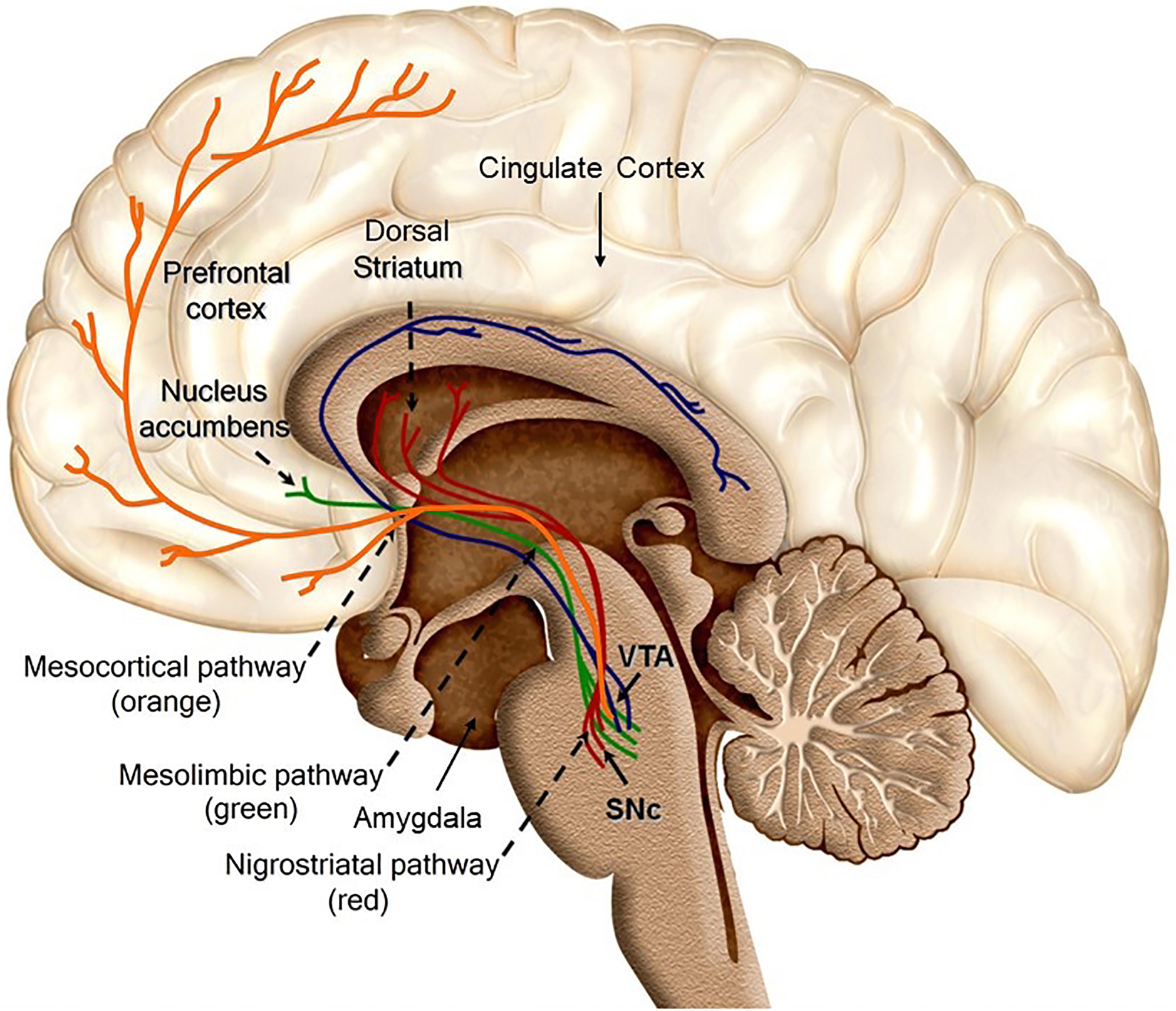 Figure 1: