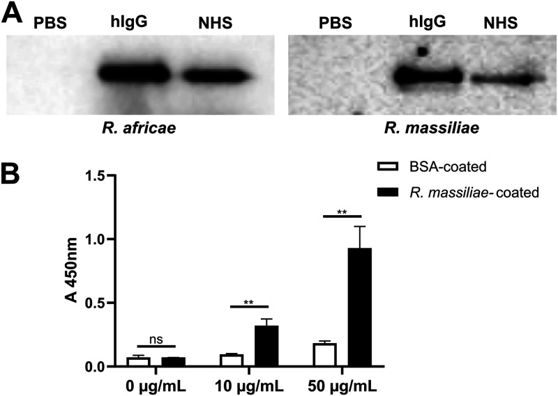 FIG 1