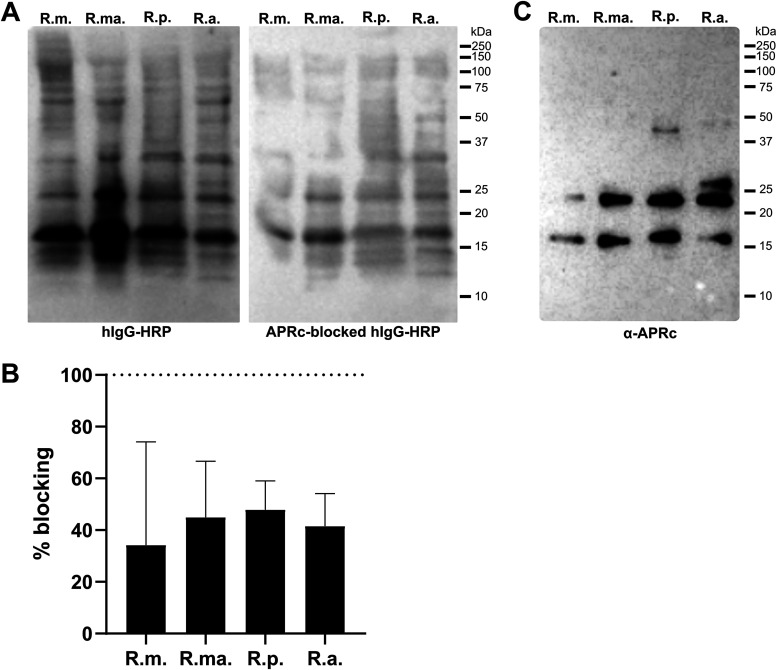 FIG 2