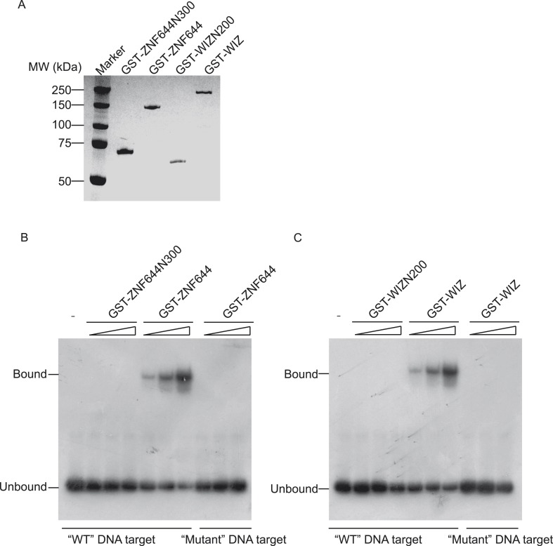 Figure 4—figure supplement 4.