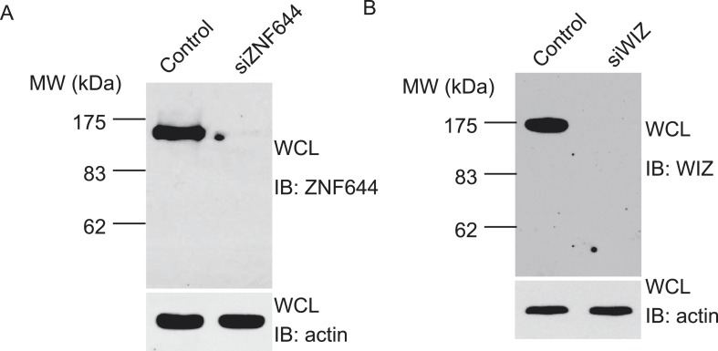 Figure 1—figure supplement 1.