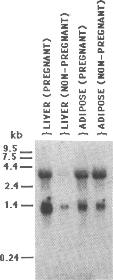 graphic file with name pnas00303-0214-a.jpg