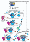 Fig. (1)