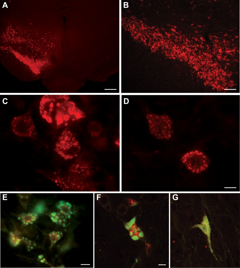 Fig 3