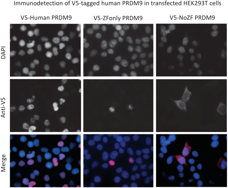 Figure 2—figure supplement 4.