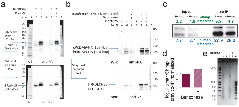 Figure 5—figure supplement 3.