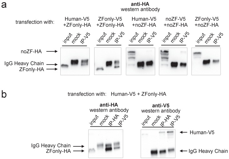 Figure 5—figure supplement 2.