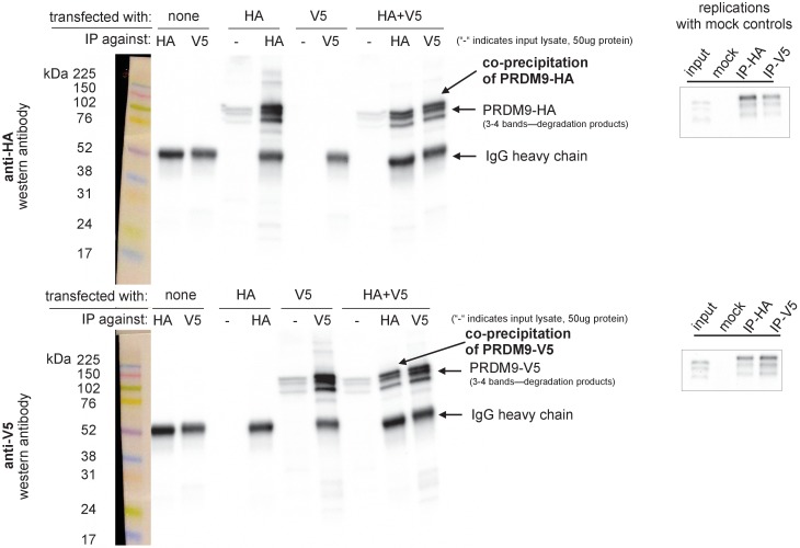 Figure 5—figure supplement 1.