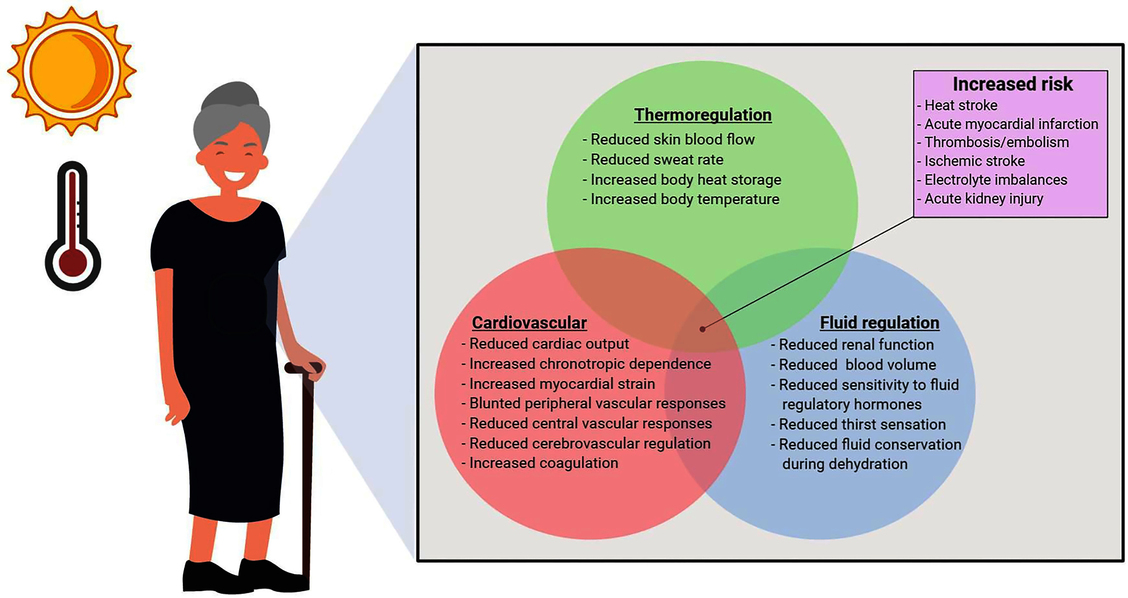 Infographic summarizes changes for older adults in cardiovascular, thermoregulation, and fluid regulation systems.