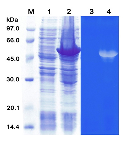 Figure 5.