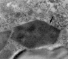 Figure 2c.