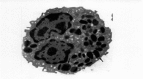 Figure 2a.