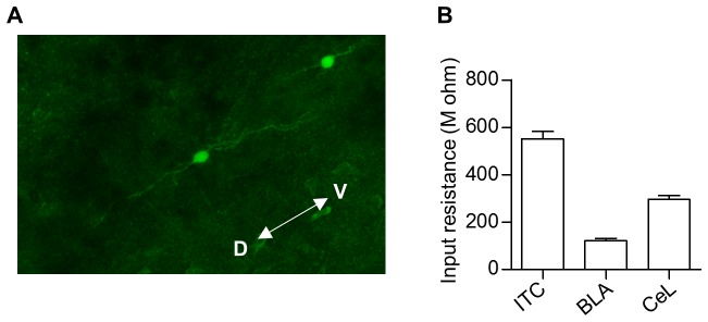 Figure 3—figure supplement 2.