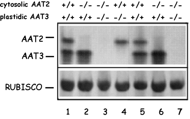 Figure 11.