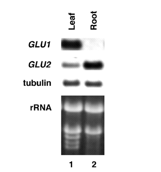 Figure 5.