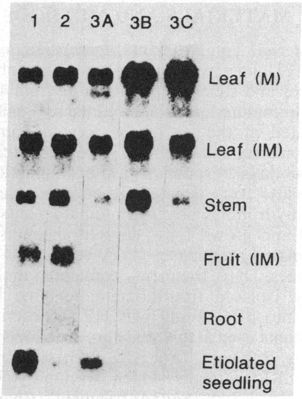 graphic file with name pnas00335-0153-a.jpg