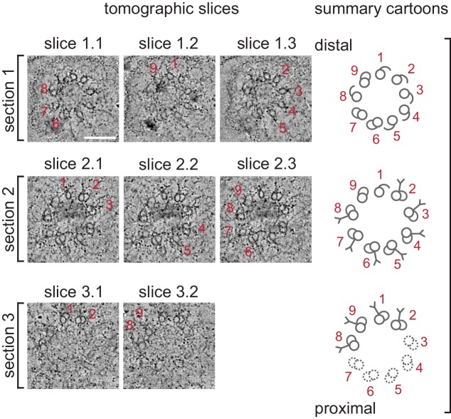 Figure 2—figure supplement 2.