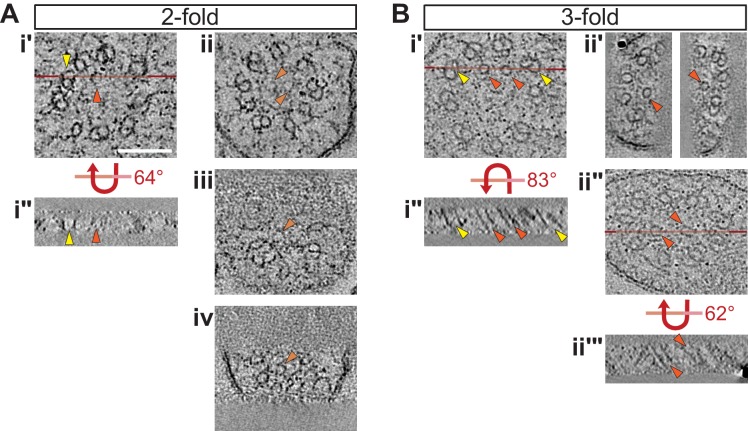 Figure 2—figure supplement 3.