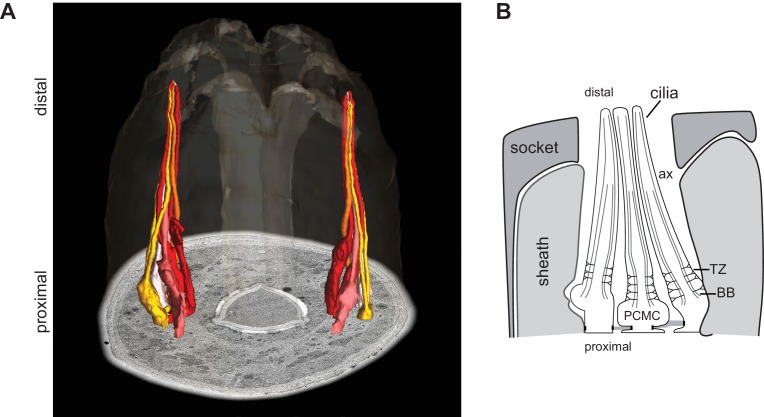 Figure 1—figure supplement 1.