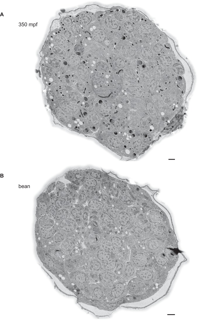 Figure 1—figure supplement 2.