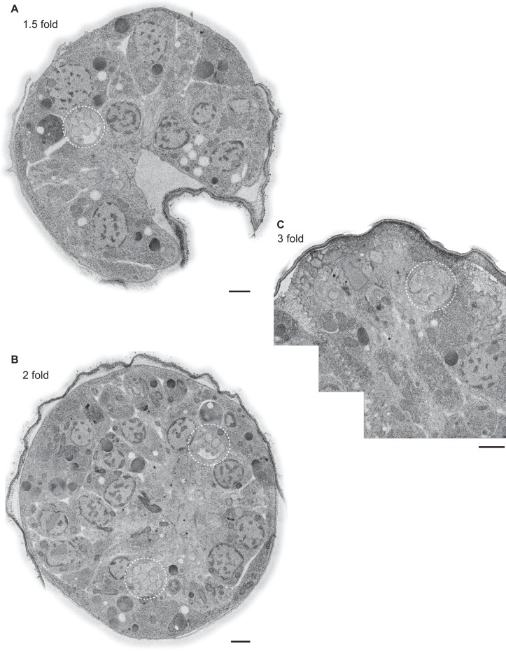 Figure 2—figure supplement 1.