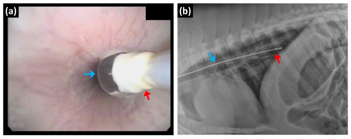 Fig. 4