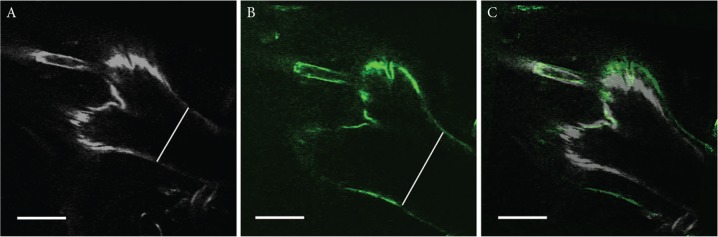 Fig. 3.