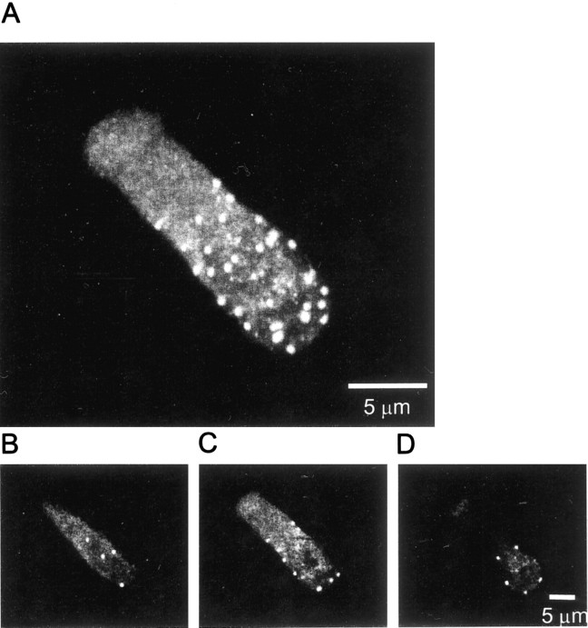 Fig. 9.