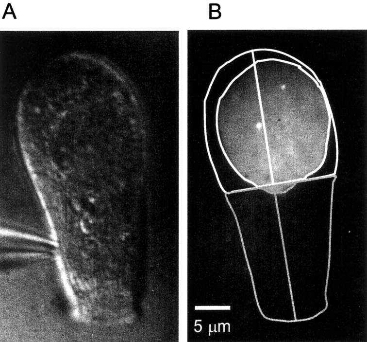 Fig. 7.