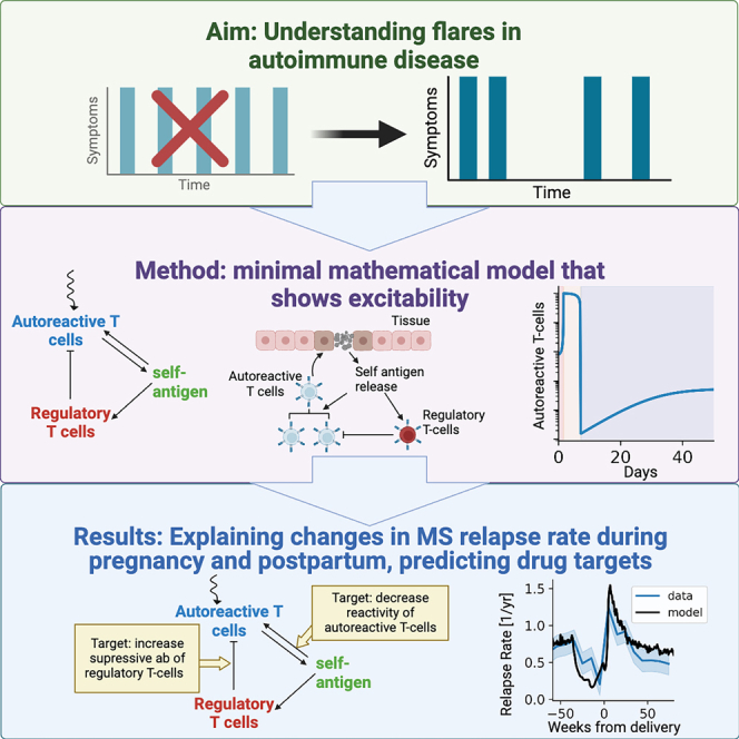 Excitable dynamics of flares and relapses in autoimmune diseases - PMC