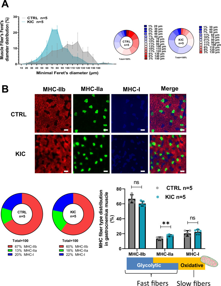 Figure 2—figure supplement 1.