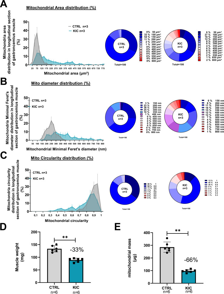 Figure 5—figure supplement 1.