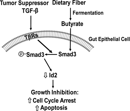 Fig. 11.