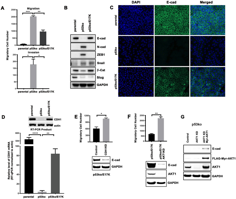 AKT1 E17K inhibits cancer cell migration by abrogating β-catenin ...